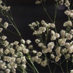 Слушать Wounds Revealed - Magdalene Flowers онлайн